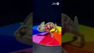 color changing lizard 2 🦎
