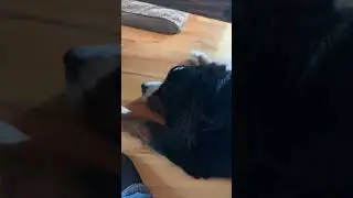 #Burneismountandog #dogteam