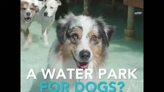 Paradise Ranch Pet Resort 2018 - Waterpark for Dogs!