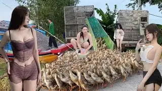 More than 20,000 ducks roam the fields looking for food.