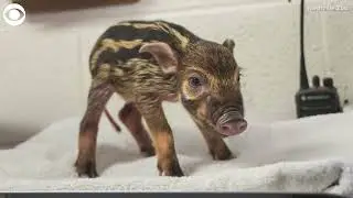 Red river hog piglets born at Nashville Zoo