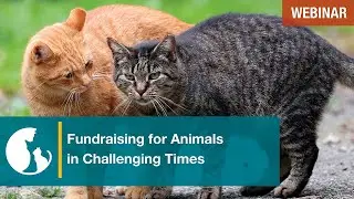 Fundraising for Animals in Challenging Times