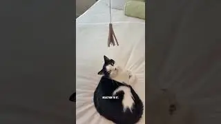 Ваши кошки будут играть с этой самодельной игрушкой&hellip;