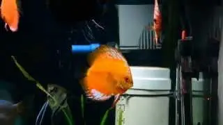acuario de 500 lts con discus y escalares (amazonian fish) parte 1