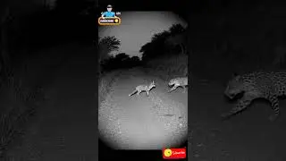 Leopard and Fox Caught on CCTV at Night | Real Wildlife Encounter on Hill Road #cctvcamera #shorts