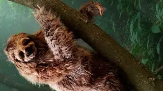 Sloth Character 2026 ELCARIMAT FX