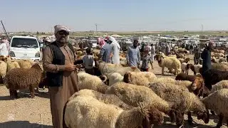 سوق العدنانية يوم الخميس 21/8/2025 ربج الدلال إبراهيم البشار ✨✅📸 #اكسبلور 