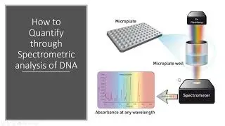 DNA Quantification