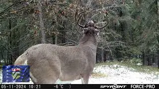 MOCK SCRAPE HD
