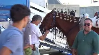 CABALLOS DE REJONEO |  DIEGO VENTURA |PREPARACIÓN Plaza de Toros de Palos de La Frontera 2024