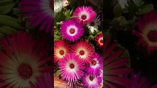 💮Ice plant💮 #mesembryanthemum #love 💞#love💞