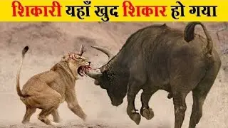 Animals discovery channel Hindi community discussion lafe | documentary inhindi national geographic 