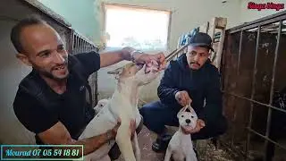 نعم  ياسادة صدق او لا تصدق الوحوش العمالقة الرعب ممنوع علي قلوب الضعيفة واثمني جدا مناسب مع بطل مراد