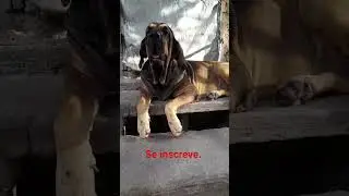 um c&atilde;o que faz hist&oacute;ria. #dogs#pets#animais#estimacao#cachorro#cao#fofo#meufila#like#shorts.