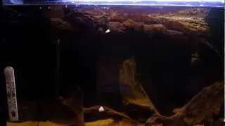 Channa bankanensis and Nandus nandus feeding HD