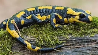 Top 50 curiozitati despre SALAMANDRE
