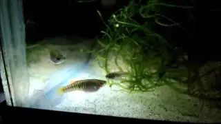 Tiger teddy (Neoheterandria elegans) - New acquisition