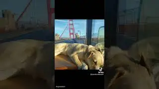 Our RV Trip! #rvlife #dog #funny #viral #pitbull #husky #fyp #fypシ