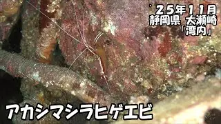 アカシマシラヒゲエビ（&rsquo;２５年１１月　静岡県　大瀬崎　湾内）