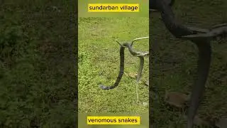 Sundarban Village Venom Snake Monoculate Cobra