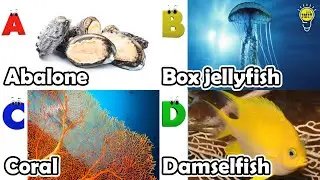 ABC phonics animals | ABC Sea Animals song | English and Animals for Kids | Alphabets Kids Song