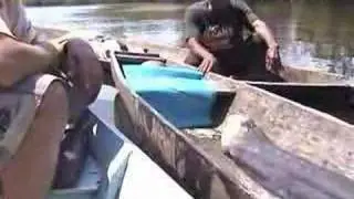 The biggest giant electric eel