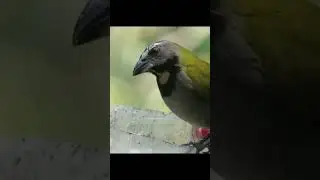 Birds Eating Searching for Food black headed saltator   #centralamerica  #birdingparadise #costarica