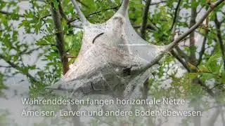 Faszinierende Fakten &uuml;ber Spinnennetze