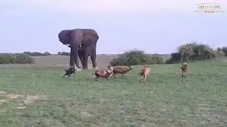 Painted Dogs Test Their Curiosity with an Elephant | Great Plains Conservation