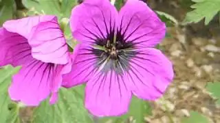 Cranesbills - Geranium - Bl&aacute;gresi - Sumarbl&oacute;m - Skrautpl&ouml;ntur