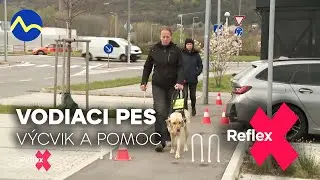 Vodiace psy | Reflex