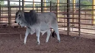 Lot 53: 2DP Sir Riley Balo 1/4 (P) - Polled Chivalry Son Young Bull Prospect