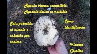 Seta parecedia al niscalo o robellon por encima Russula delica rusula blanca hongo comestible