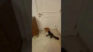 cat clap