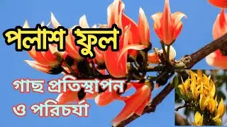 পলাশ ফুল গাছের প্রতিস্থাপন ও পরিচর্যা / Palash flower plant care tips