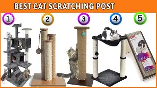 Best Cat Scratching Post - Top Cat Tree Reviews