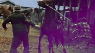 Horses - A Twist In My Story