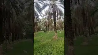 Amazing greenery of Pakistan #shorts #greenery #trees #pakistan