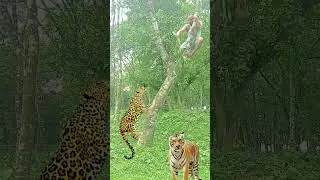 Lepord attack on tree #vfx #shorts #viralvfx #jungle #wildlife #viral  #jungleadventure #vfxcnv #cnv