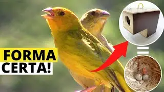 COMO REPRODUZIR CANÁRIO DA TERRA EM CASA? [ FORMA CORRETA ]!✔️