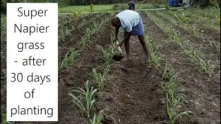 Super Napier grass after 30 days of planting / High yielding green fodder grass for Dairy Farming