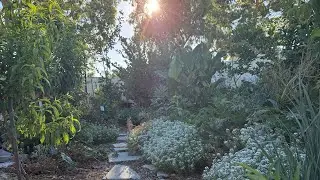 Suburban Backyard Food Forrest - Summer Update 