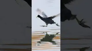 Food delivery! - Coot running on water #shorts