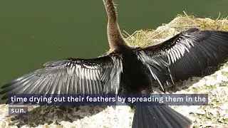 Anhingas