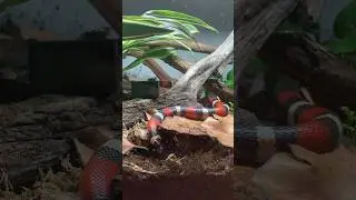 My Pueblan Milk Snake checking out his new bioactive enclosure! #snakes #reptiles #bioactive #shorts