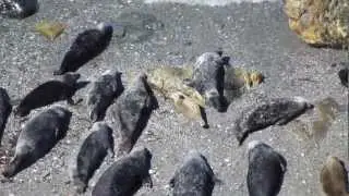 Mutton Cove Seals 3