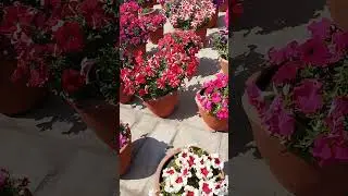 #colorful #flowers #spring #season #beautifullife #wow #shorts #nepal #garden #outdoor #plants #pots