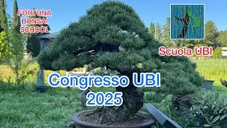 Congresso UBI bonsai 2025, prepariamo i bonsai