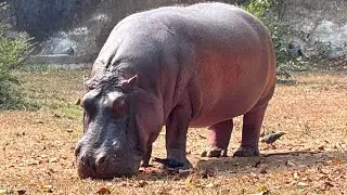 A Short Road Trip To Jamshedpur Tata Steel Zoo