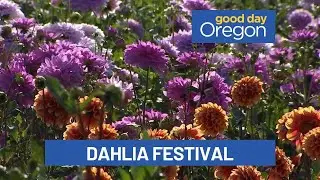 Swan Island Dahlia festival is in full bloom